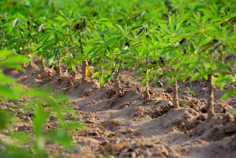 Cassava field 174787694 3864x2579 1 768x513