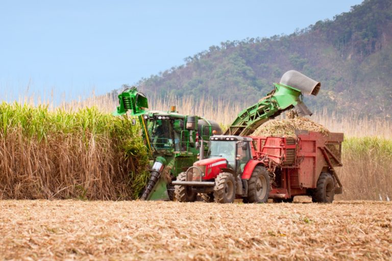 Sugar cane harvest 122998073 4752x2388 1 768x512