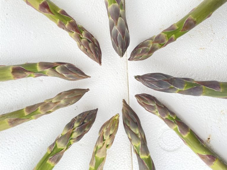 guelph eclipse 950x700 1 768x576