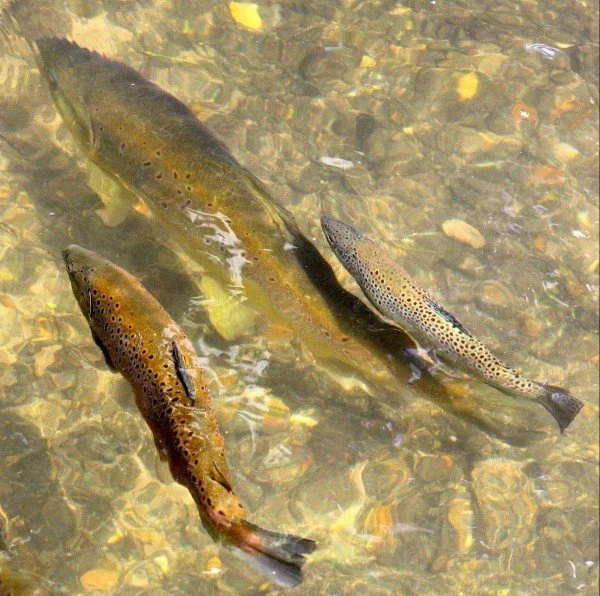 Brown trout in River Test x600